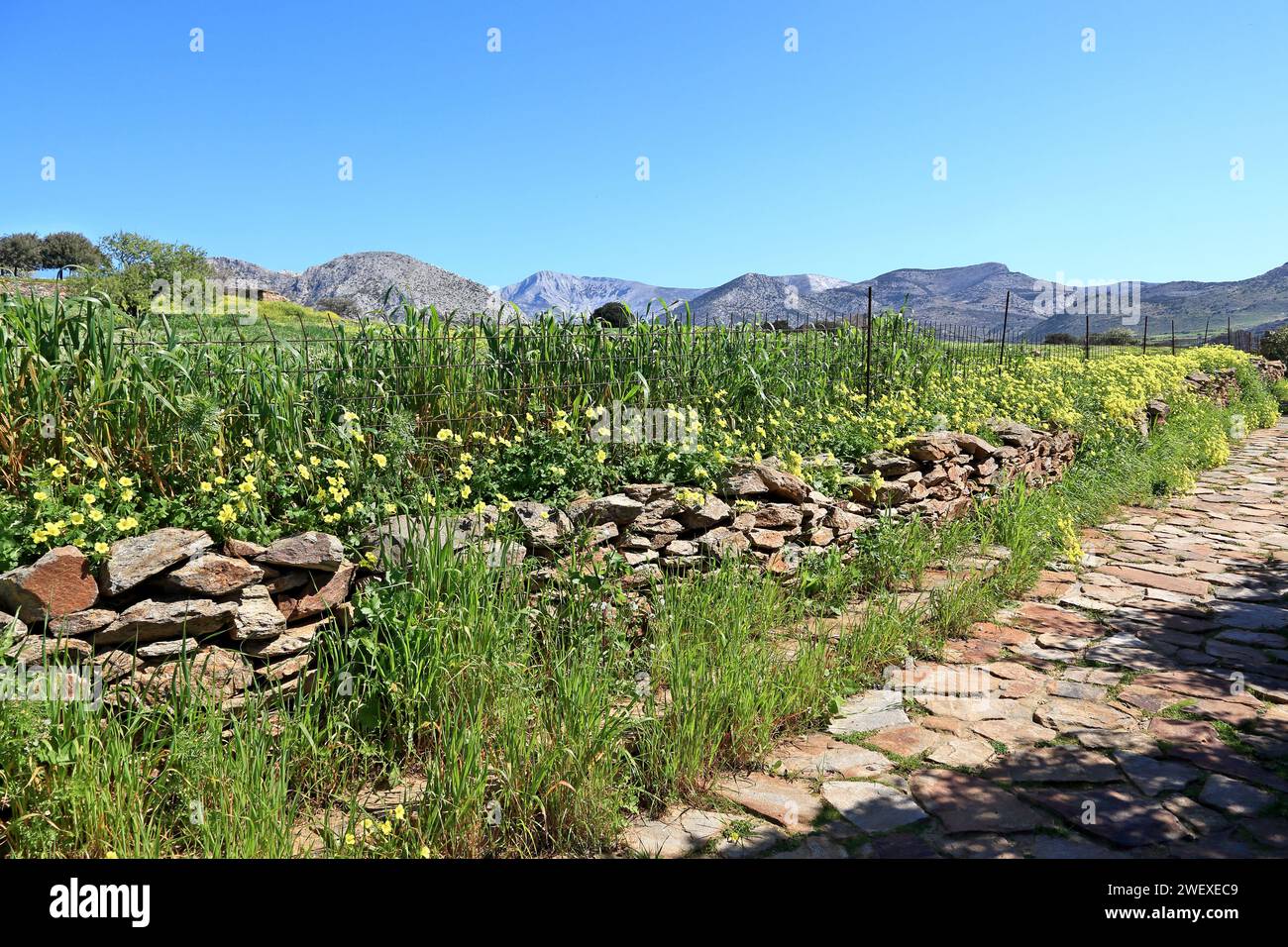 Steinweg zwischen Frühlingsfeldern in der Landschaft der Insel Naxos, im Kykladen-Komplex, in Griechenland, Europa. Stockfoto