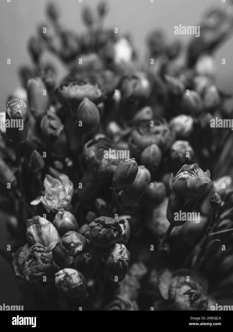 Schwarz-weiße Nelkenblumenstrauß aus nächster Nähe Vintage Stockfoto