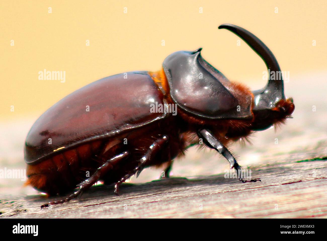 Ein Nashornkäfer, der an einem sonnigen Tag im Profil fotografiert wurde. Stockfoto