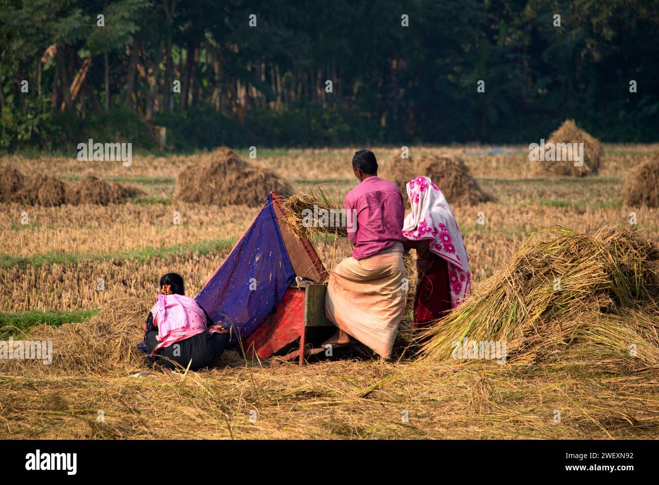 Fatehabad, Cumilla, 14. Dezember 2023, Bangladeh ländliches Leben der Dorfbewohner arbeiten auf dem Reisfeld. Stockfoto