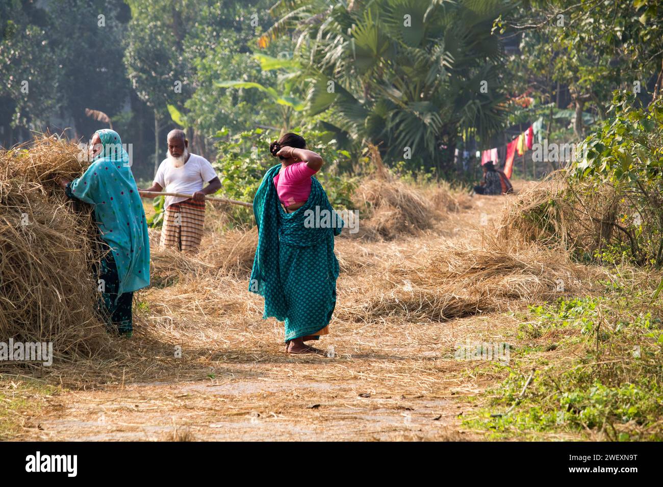 Fatehabad, Cumilla, 14. Dezember 2023, Bangladeh ländliches Leben der Dorfbewohner arbeiten auf dem Reisfeld. Stockfoto