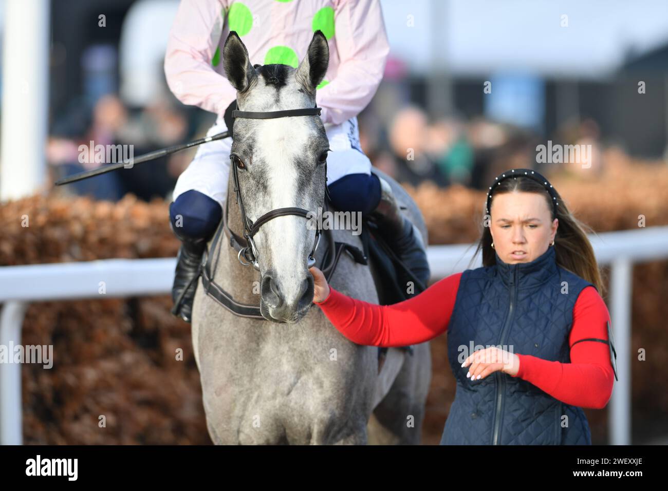 Cheltenham, Großbritannien. Januar 2024. Cheltenham Racecource, Großbritannien. Lossiemouth wird vor dem Rennen auf die Strecke geführt, Action vom Unibet Hürdenrennen 15,00, gewonnen von Lossiemouth, in Cheltenham. UK. Foto: Paul Blake/Alamy Sports News Stockfoto