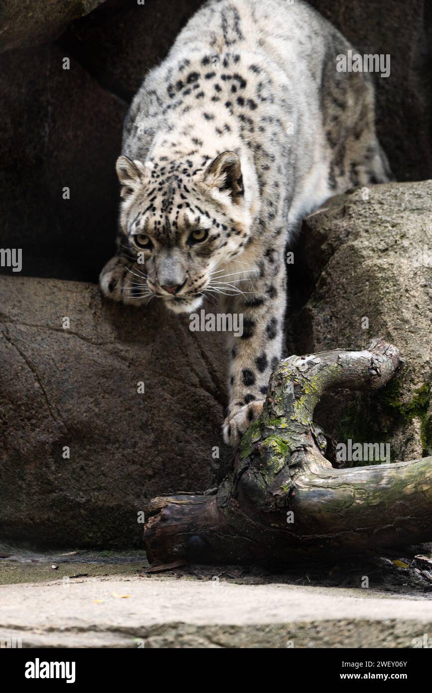 Snow Leopard Beauty Stockfoto