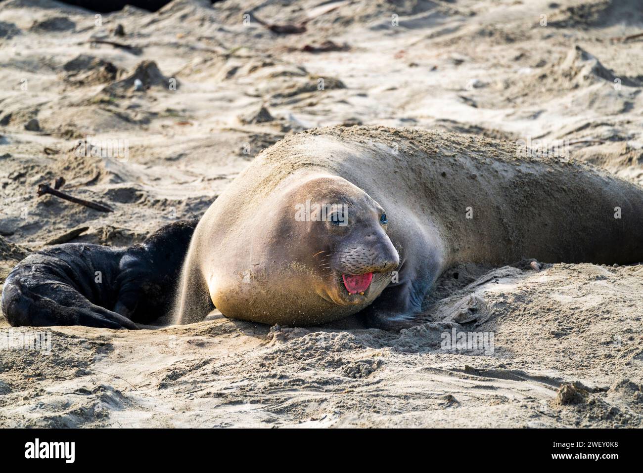 Weibliche Elefantenrobbe, die ihre Zunge rausragt Stockfoto