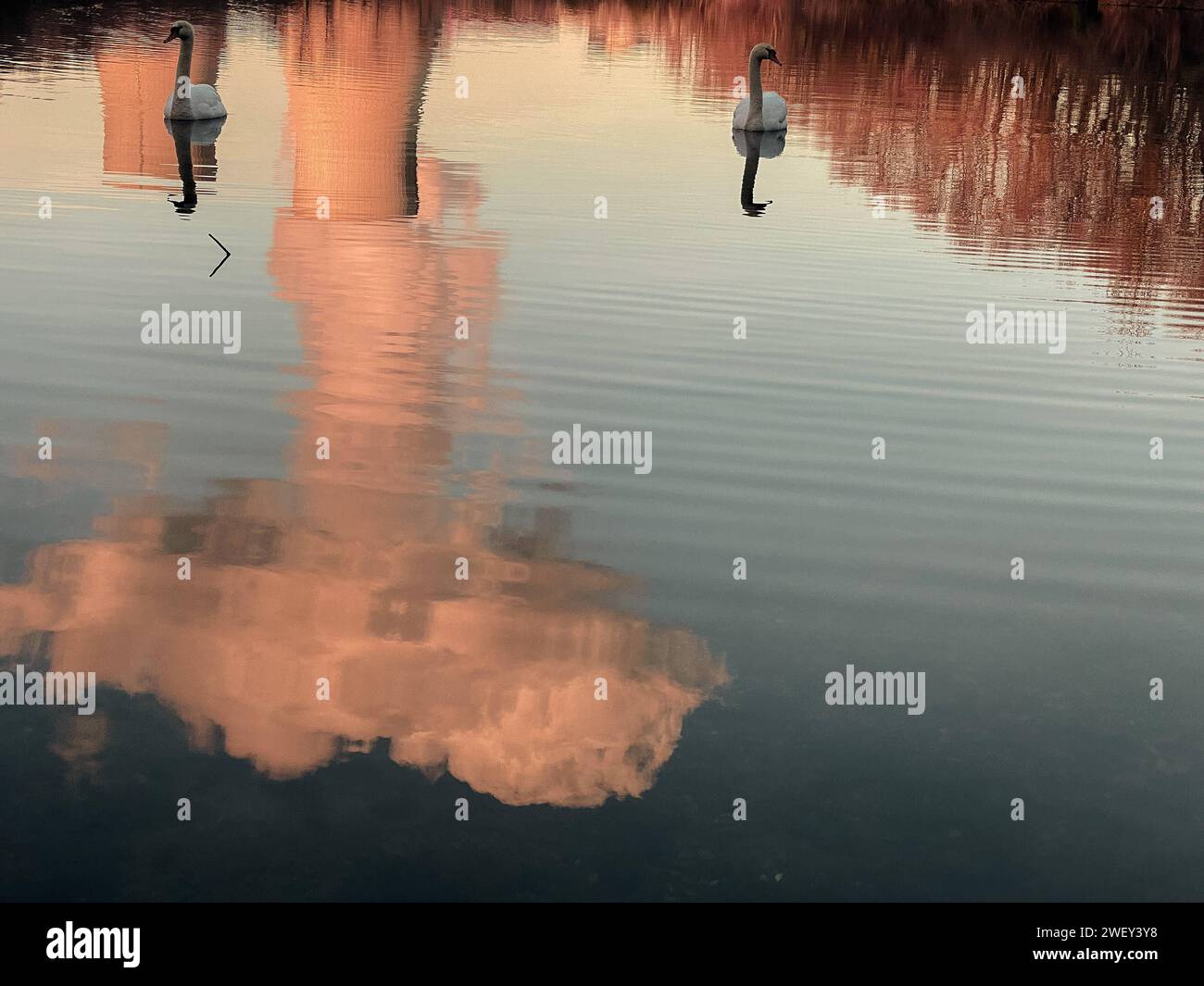 Französische Stromerzeugung und Umwelt Seascape mit Schwänen und Reflexion der Kühltürme des Kernkraftwerks Cruas in Meysse Stockfoto