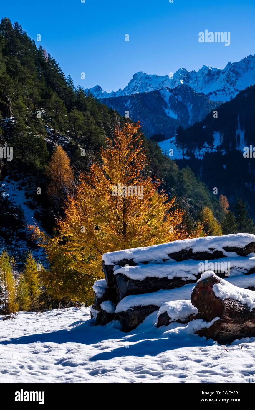 Bunte Buchen und Baumstämme auf einer Wiese an den Hängen der Berggruppe Catinaccio nach Schneefall im Herbst. Stockfoto