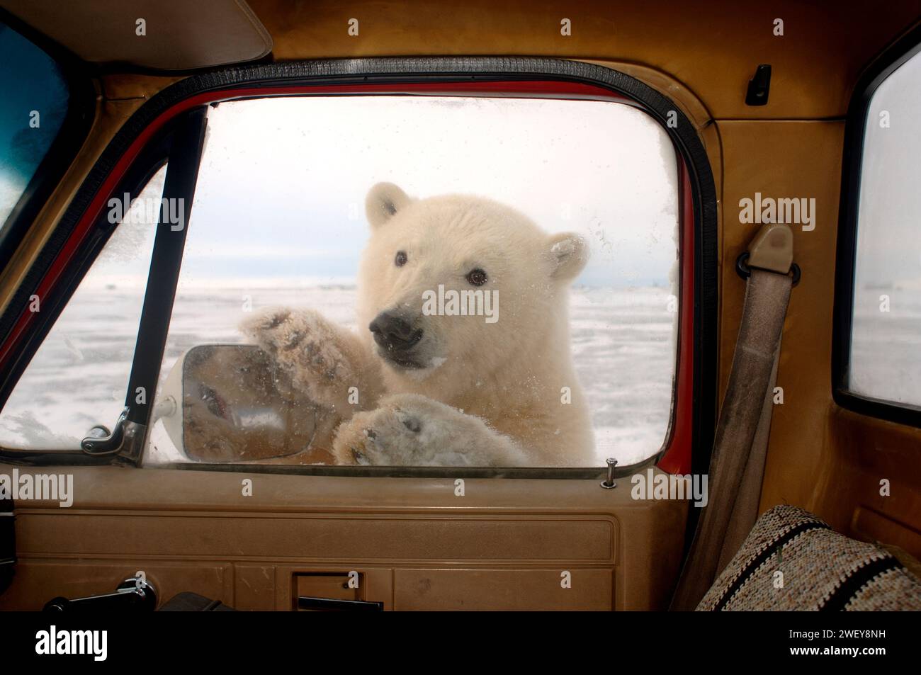 Eisbär, Ursus maritimus, blickt neugierig in Truck Window, 1002 Küstenebene des Arctic National Wildlife Refuge, Alaska Stockfoto