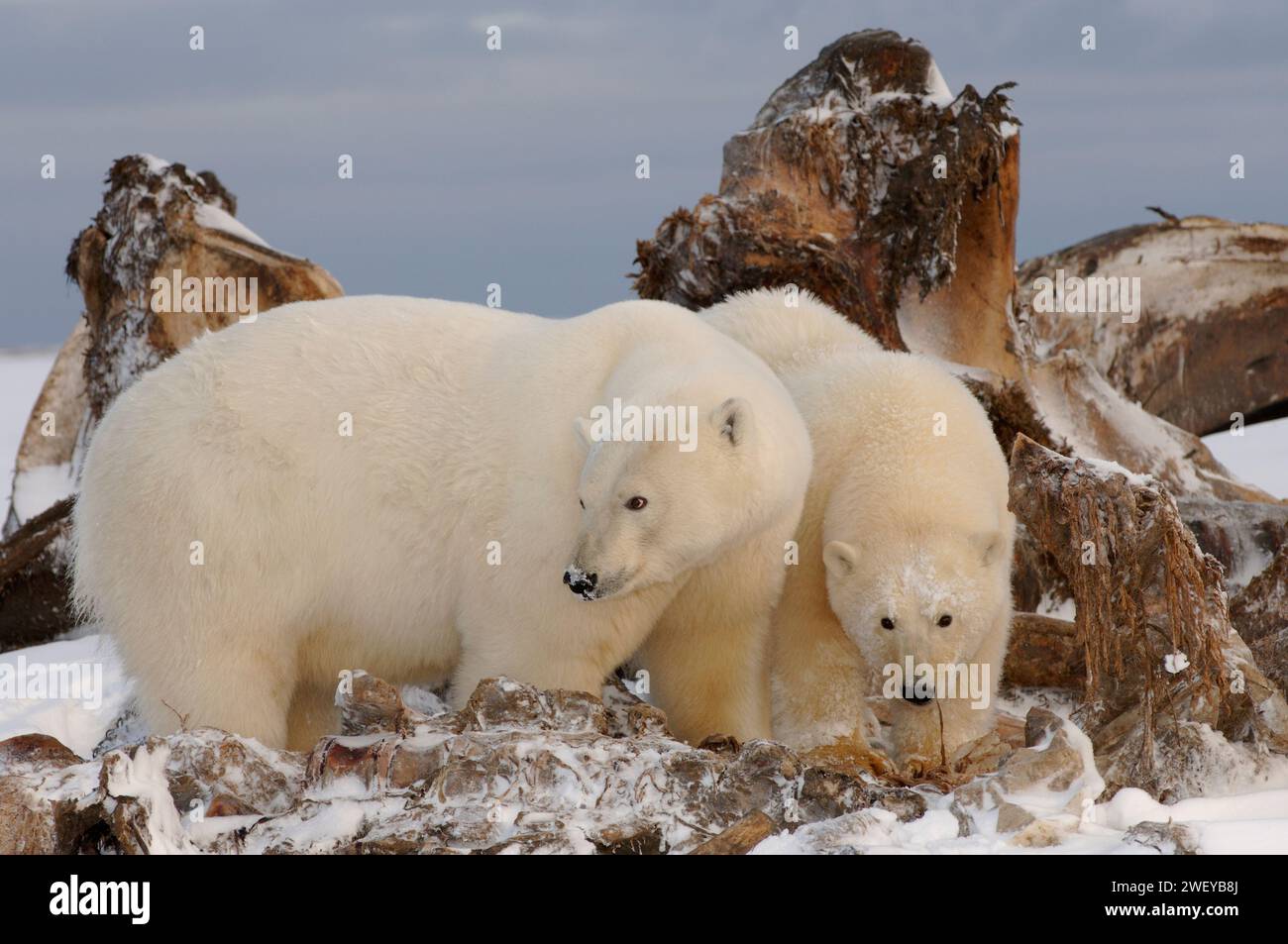 Eisbär, Ursus maritimus, Sau mit Jungtier, die einen Riesenwal fängt, Balaena mysticetus, Kadaver auf dem Packeis, Gebiet 1002, Arctic National Wildlife Stockfoto