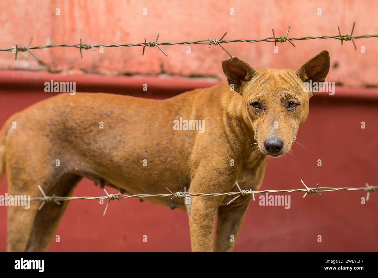 Straßenhund steht und schaut durch Stacheldraht gegen eine rote Wand. Geeignet für das Konzept gegen Tiermissbrauch Stockfoto