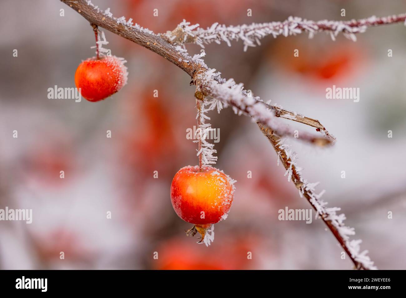Kleiner Zierapfel mit Eis und Eiskristallen, die im Winter geerntet werden Stockfoto