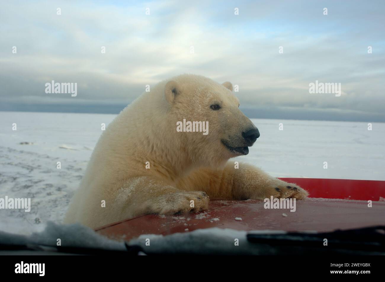 Eisbär, Ursus maritimus, überprüft neugierig Truck, 1002 Küstenebene des Arctic National Wildlife Refuge, Alaska Stockfoto