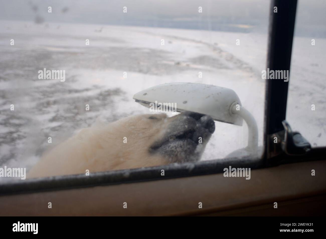 Der Eisbär Ursus maritimus schaut sich in einem Rückspiegel, der 1002 Küstenebene des Arctic National Wildlife Refuge, Alaska, liegt, neugierig Stockfoto