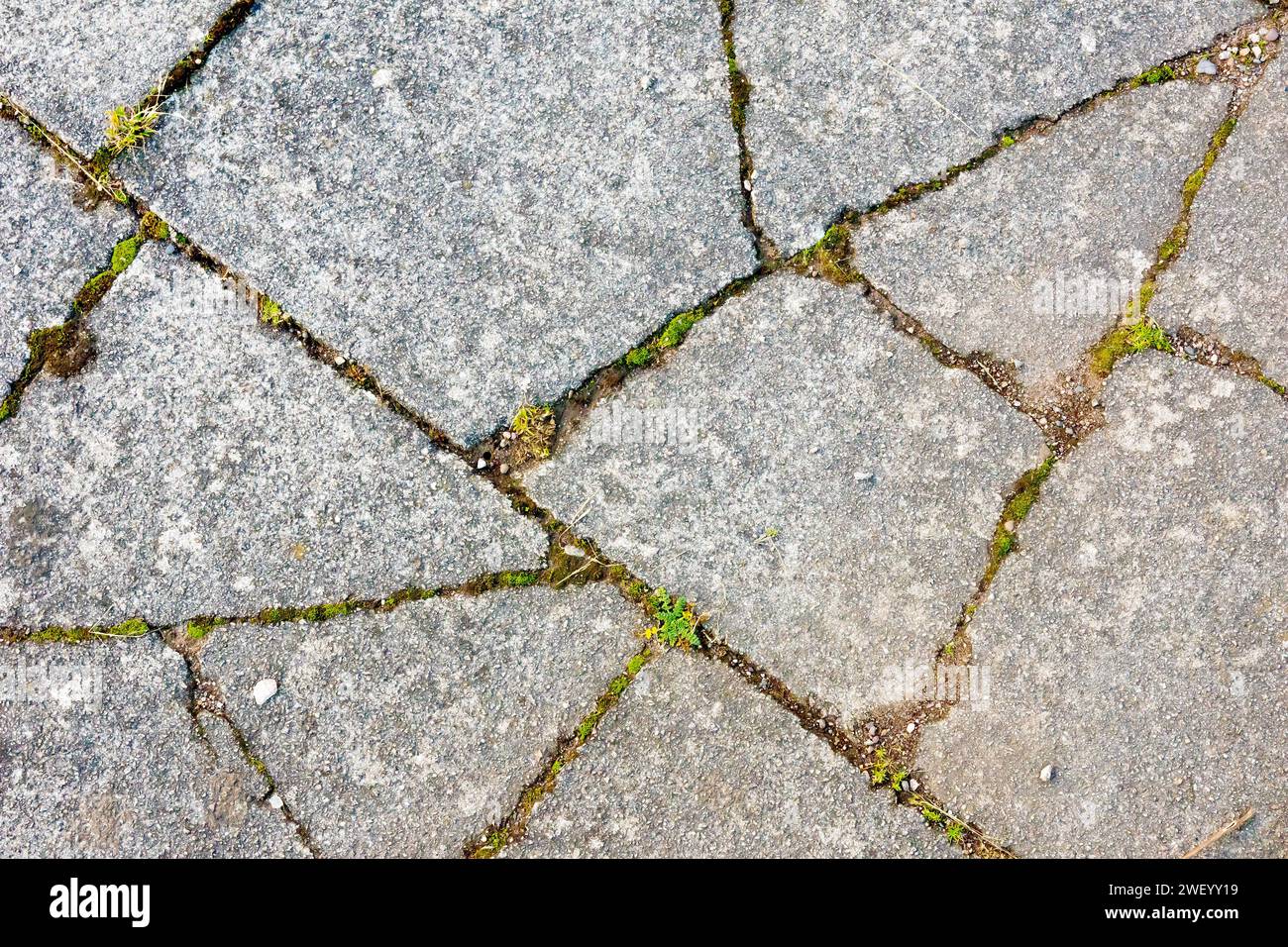 Nahaufnahme mit mehreren gebrochenen Betonplatten und Moosen, Gräsern und anderen Pflanzen, die die Risse nutzen und wachsen. Stockfoto