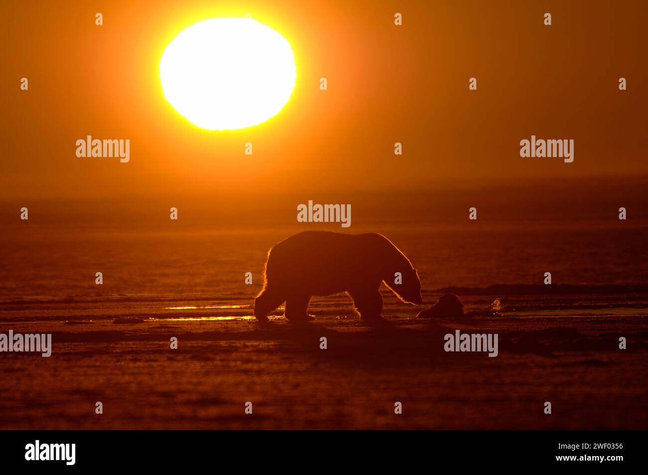 Eisbären, Ursus maritimus, säen bei Sonnenaufgang mit Jungsilhouette, 1002 Küstenebene des Arctic National Wildlife Refuge, Alaska Stockfoto