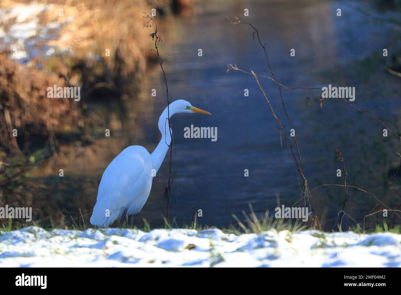 Toller Ereat auf der Suche nach Essen Stockfoto