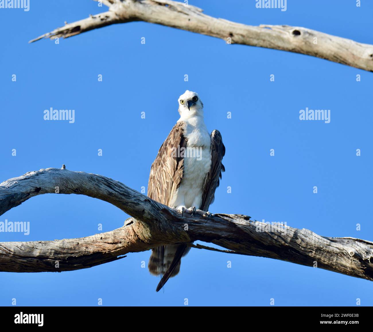 Ein einsamer Osprey (Pandion haliaetus), auch Seefalke, Flussfalke oder Fischfalke genannt, stand hoch und blickte in die Kamera. San Pedro, Belize. Stockfoto