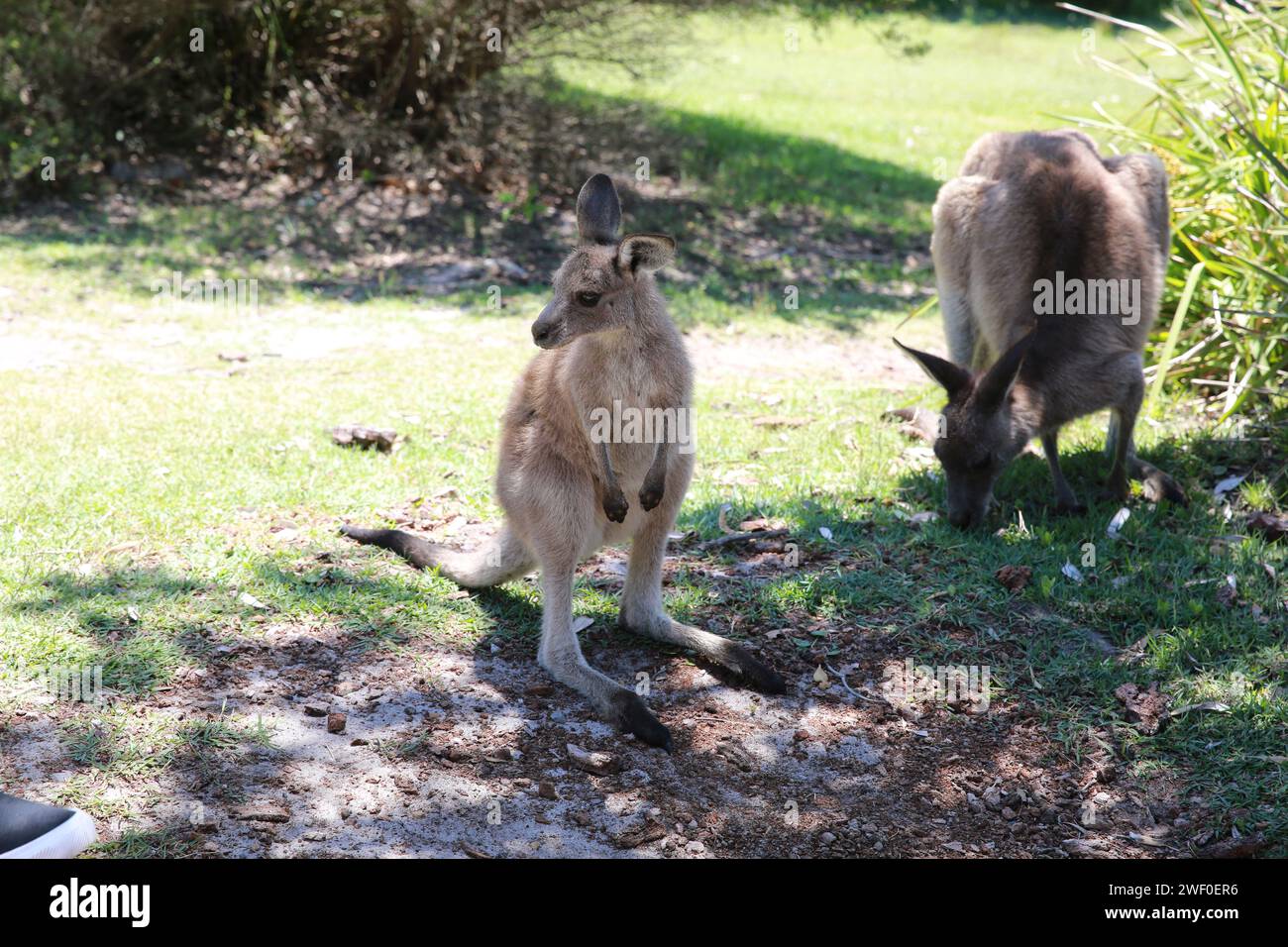 Kängurus, Booderee National Park, NSW, Australien Stockfoto