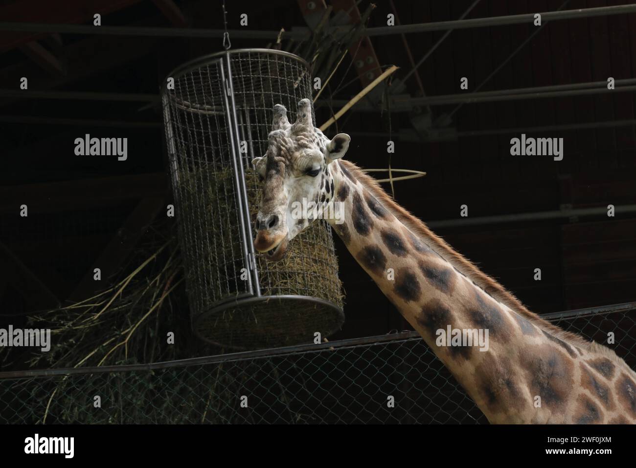 Giraffe frisst Gras aus dem Käfig hoch oben Stockfoto