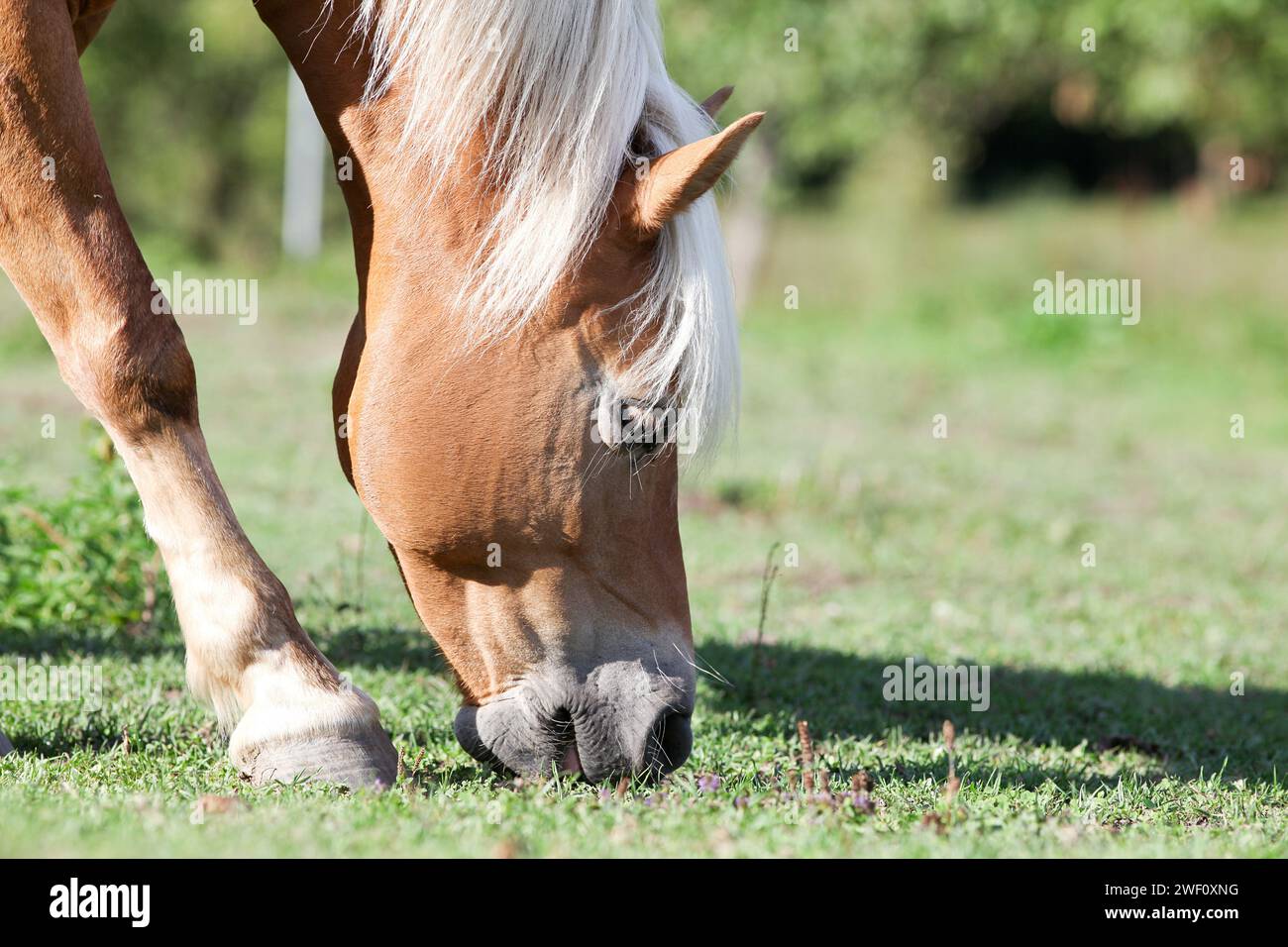 Haflinger Beweidung auf die Wiese Stockfoto