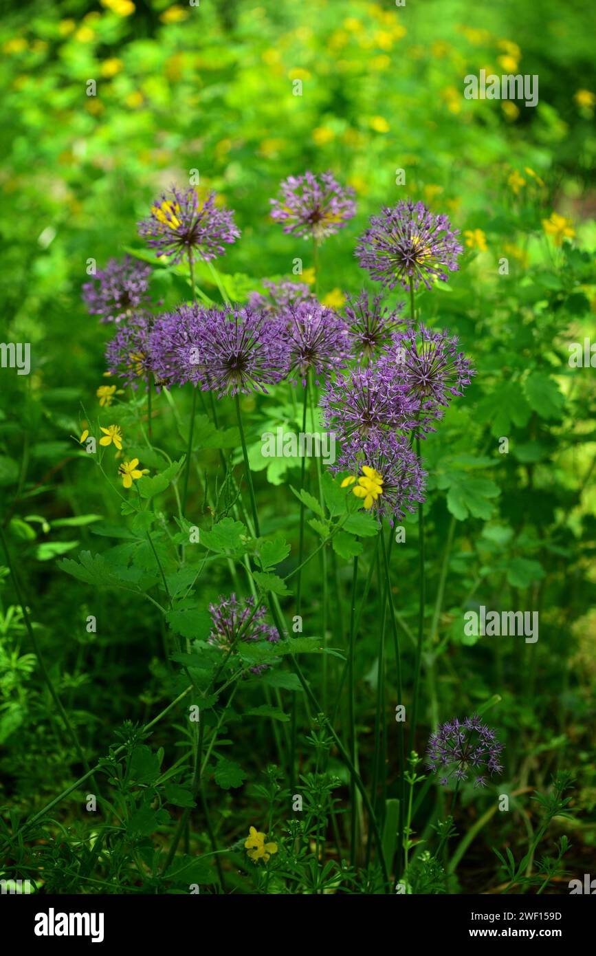 Nahaufnahme der violetten Allium Violet Beauty Blüte in einem öffentlichen Garten. Stockfoto