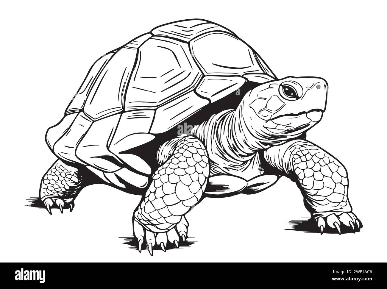 Desert Schildkröte Hand Zeichnung Vektor Illustration isoliert auf weißem Hintergrund Stock Vektor