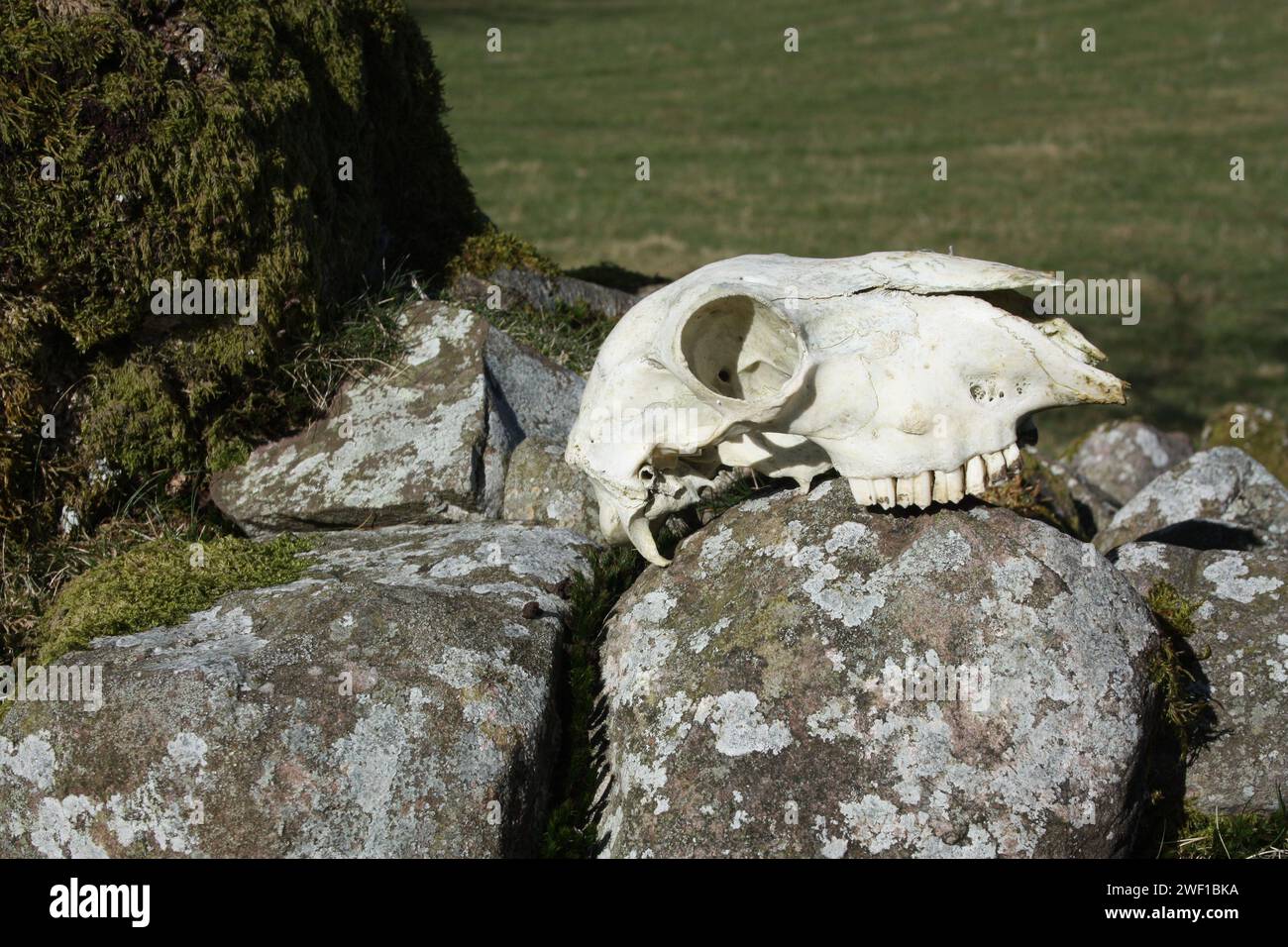 Ein alter Schafschädel in Craig Y Nos, Wales - 2011 Stockfoto