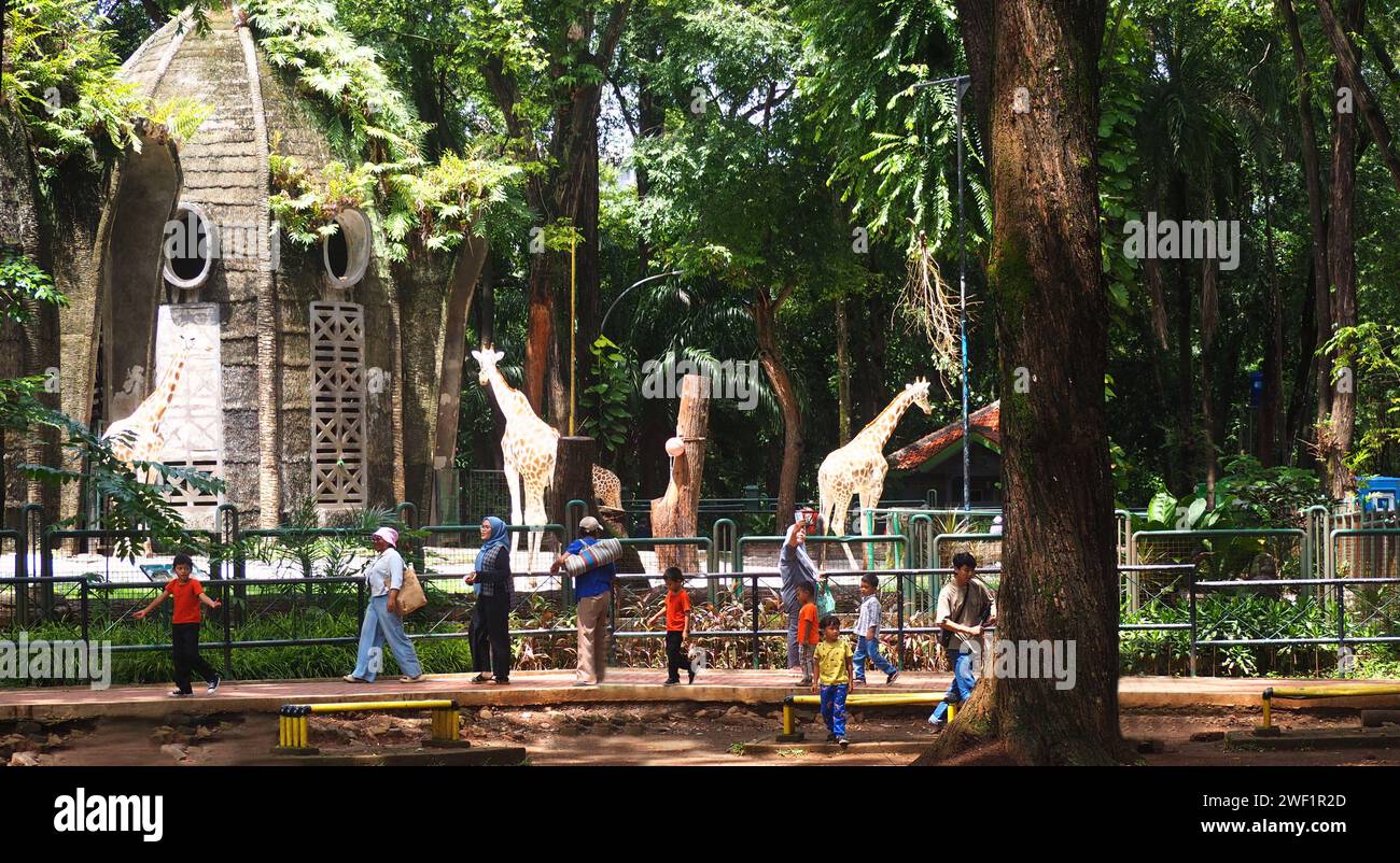 Wunderschöne Giraffen Tiere im Ragunan Zoo Jakarta, Indonesien Stockfoto