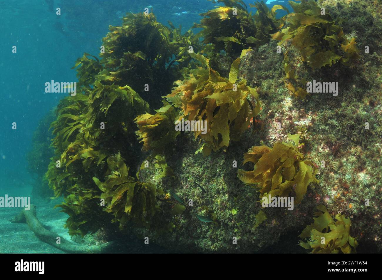 Küstenfelsenriff mit Stelzenbewuchs Ecklonia radiata. Ort: Leigh Neuseeland Stockfoto