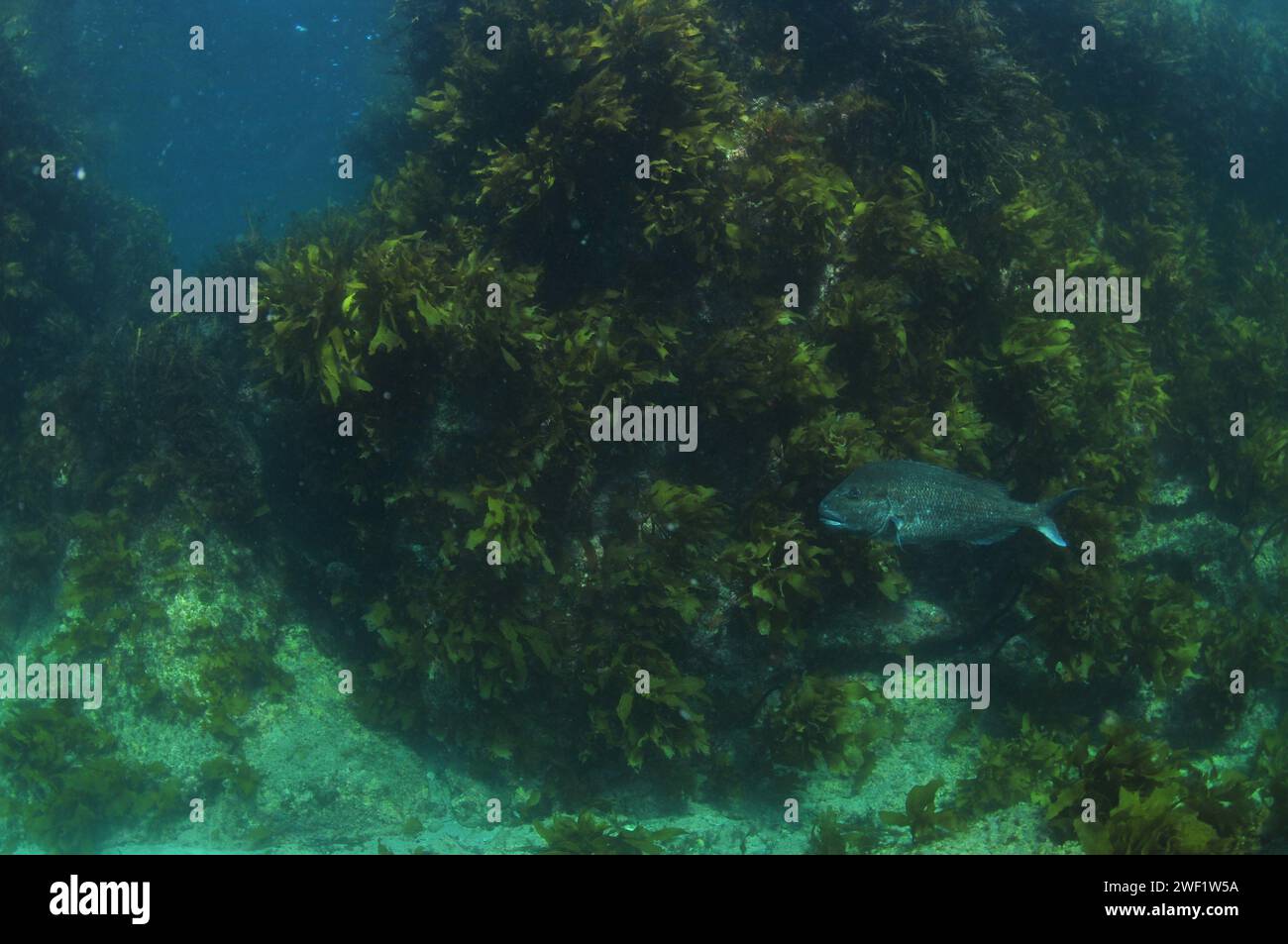 Großer australasischer Schnapper Pagrus auratus an einer Felswand, die bis zur Meeresoberfläche reicht, bedeckt mit Seeunkräutern. Ort: Leigh Neuseeland Stockfoto