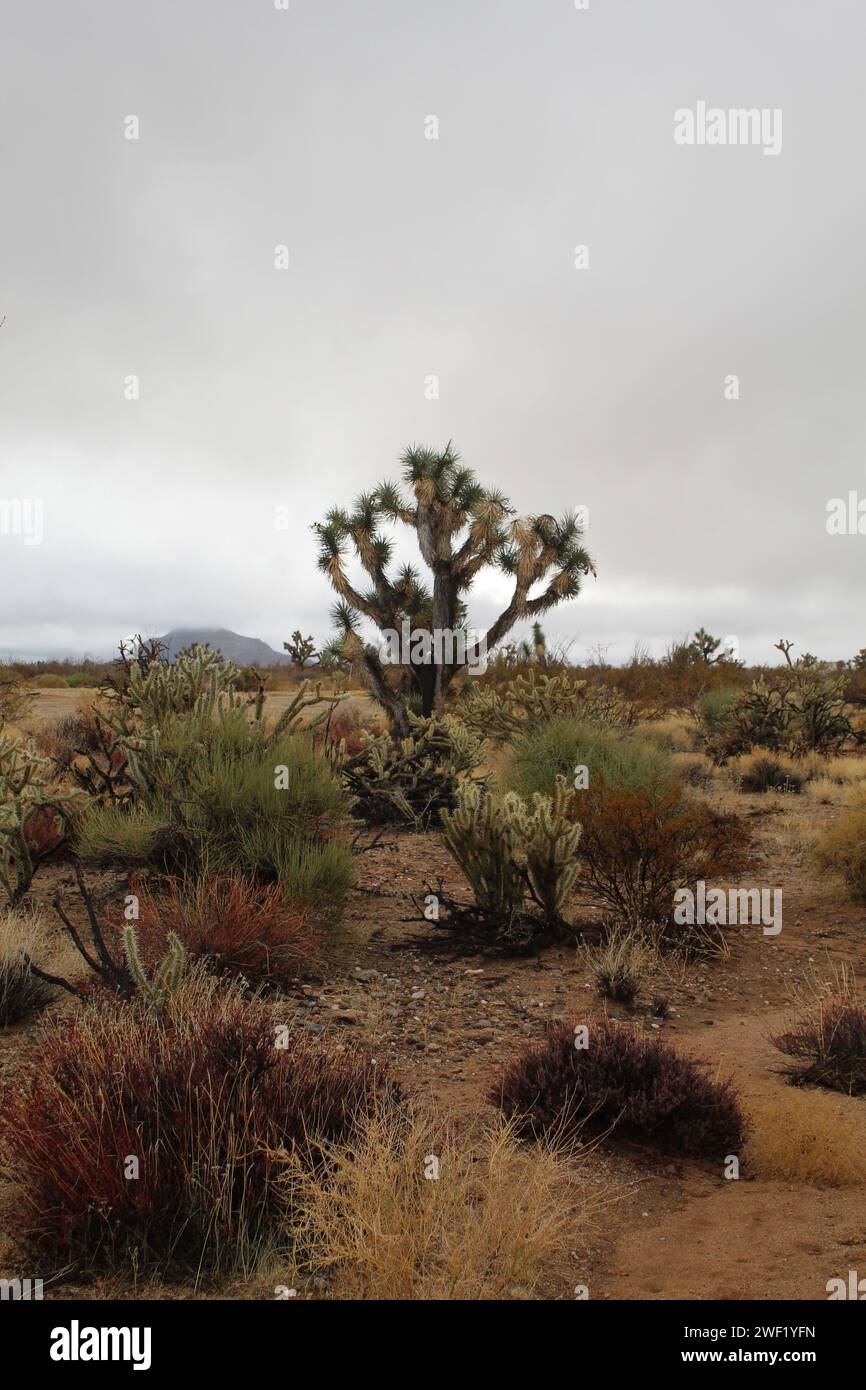 Wüste nach dem Regen, Mohave County, Arizona, Mohave Desert Stockfoto