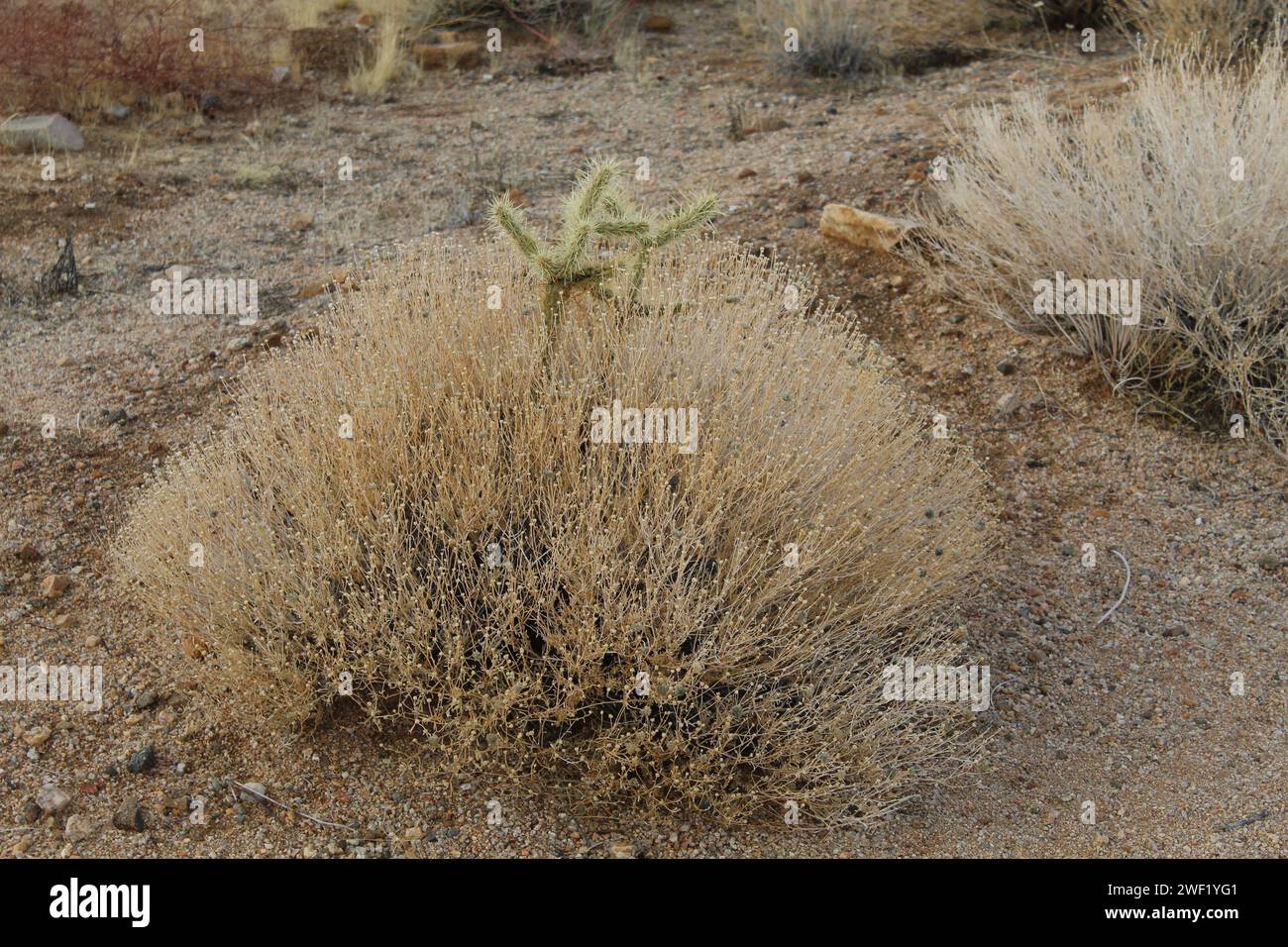 Ein Kaktus, der zwischen Büschen wächst, eine Pflanze, die für Wachstum erstickt wird, Mohave County, Arizona – Wüstenpflanzen in Arizona Stockfoto