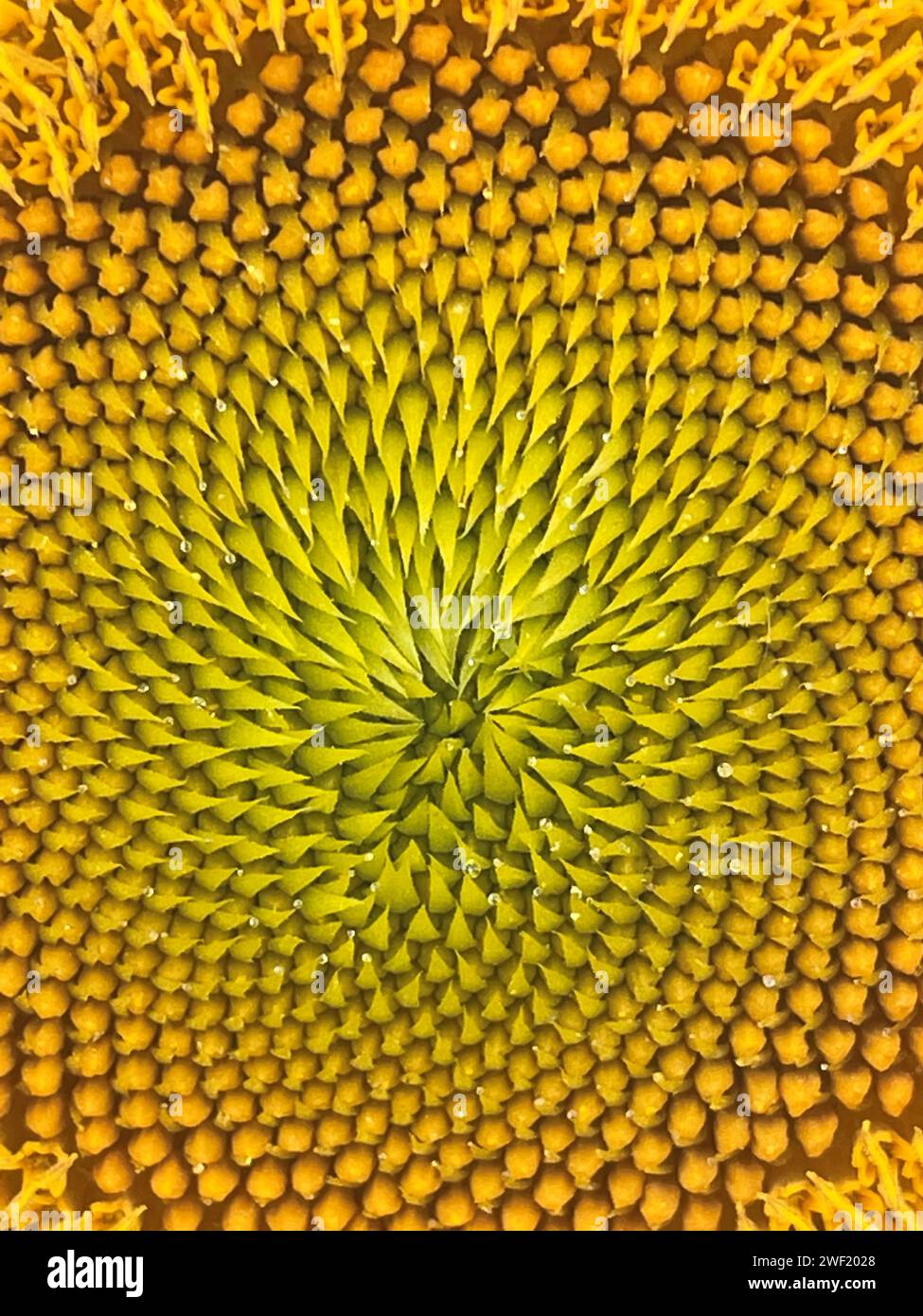 Nahaufnahme einer großen gelben Sonnenblume mit Pollentropfen. Stockfoto