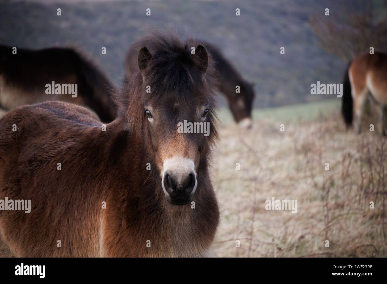 Exmoor Pony Stockfoto