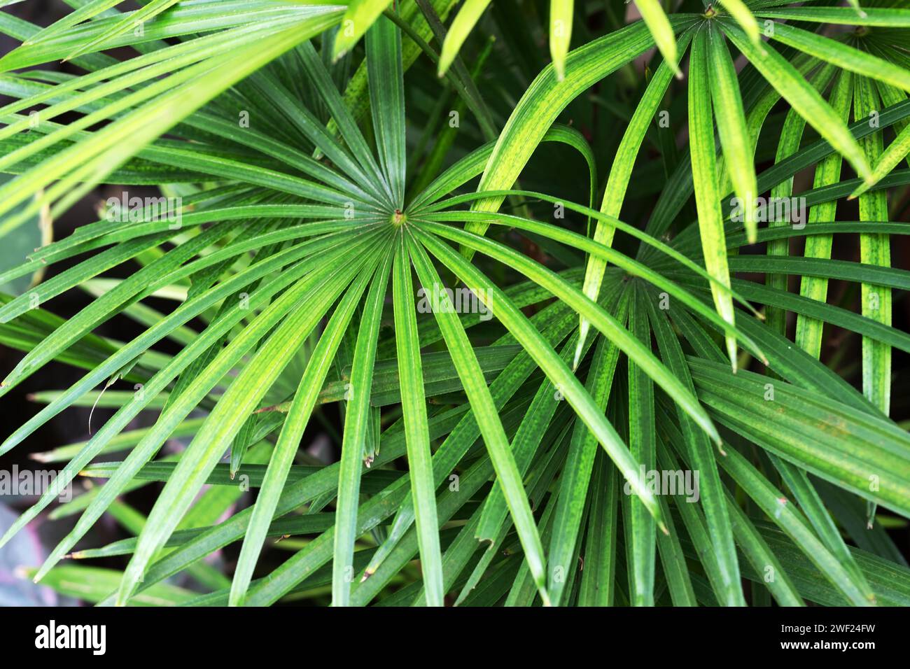 Nahaufnahme von Rhapis multifida Lady Finger Palm Leaves Stockfoto