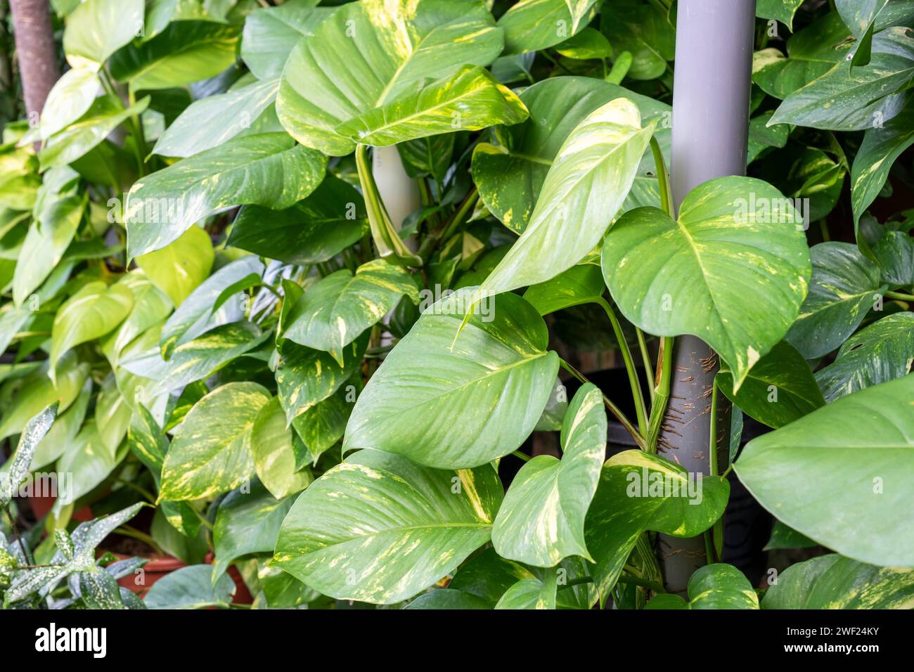 Epipremnum Aureum Giant Golden Pothos Laub der tropischen Pflanze Stockfoto