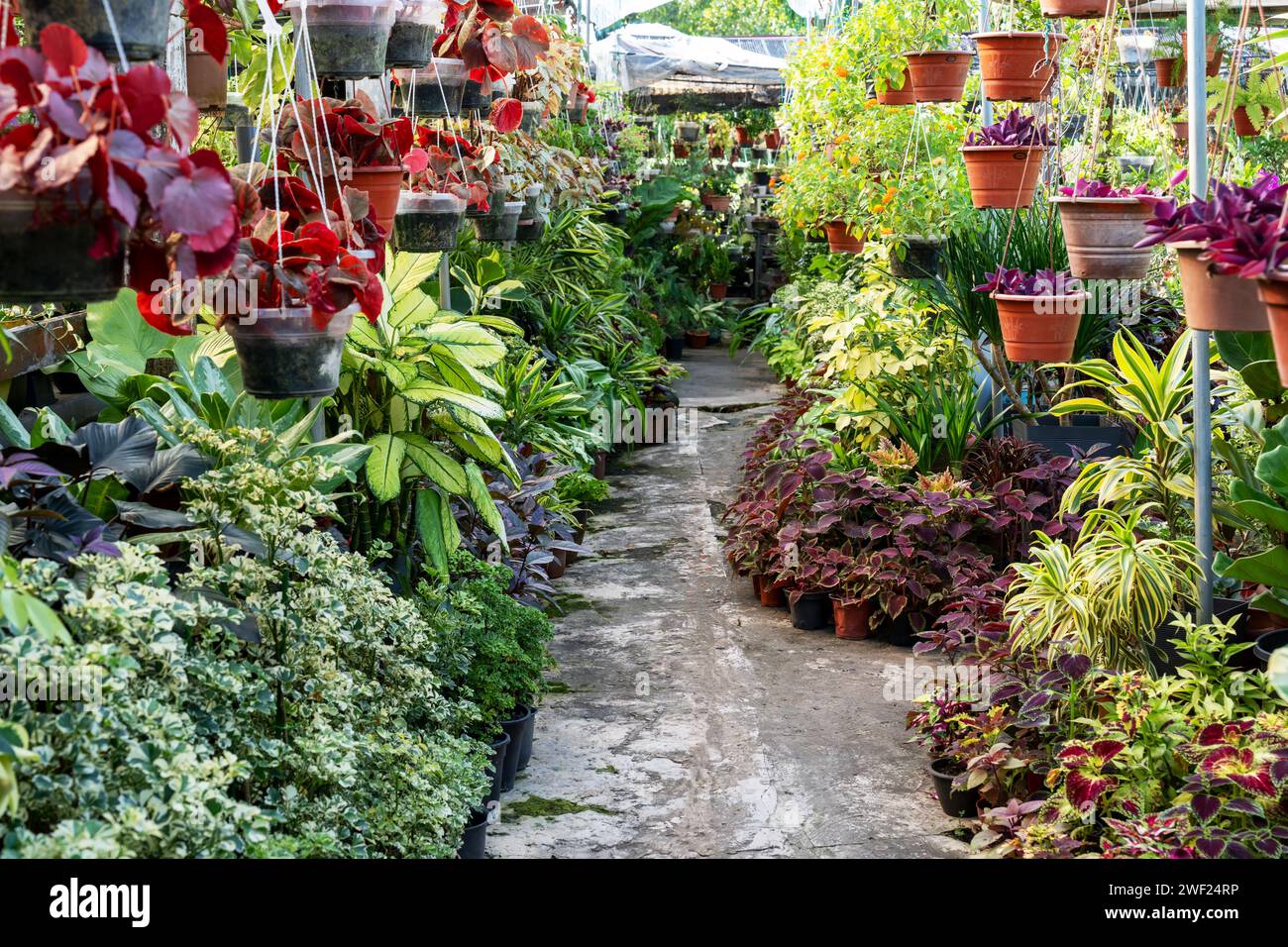 Blick auf die Blumenpflanzenschule mit Pflanzensorten und Blume Stockfoto