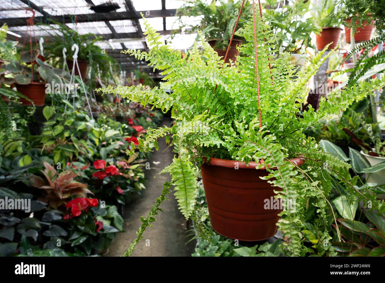 Nahaufnahme der Curly Farn Pflanze Nephrolepis Exaltata Compacta Boston Farn auf einem Topf Stockfoto