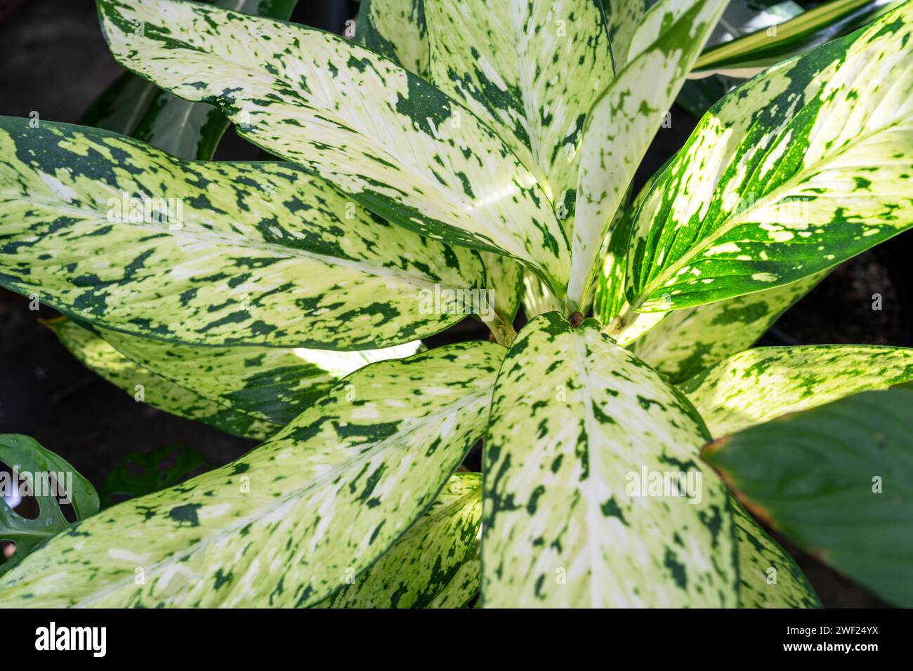 Nahaufnahme von hellen Blättern des Dieffenbachia-Sterns Stockfoto