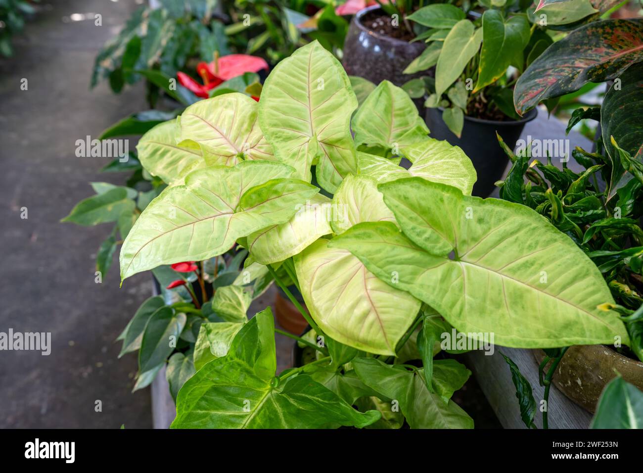 Nahaufnahme von Syngonium Podophyllum Arrowhead Lemon Lime Stockfoto