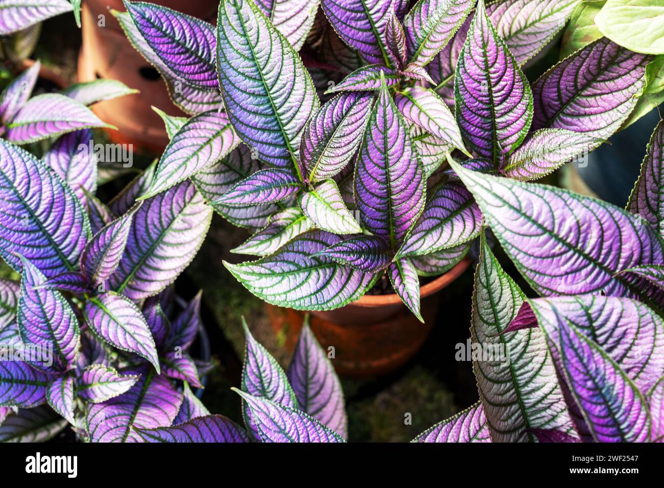 Strobilanthes dyeriana, das persische Schild oder königliche violette Pflanze auf einem Topf Stockfoto