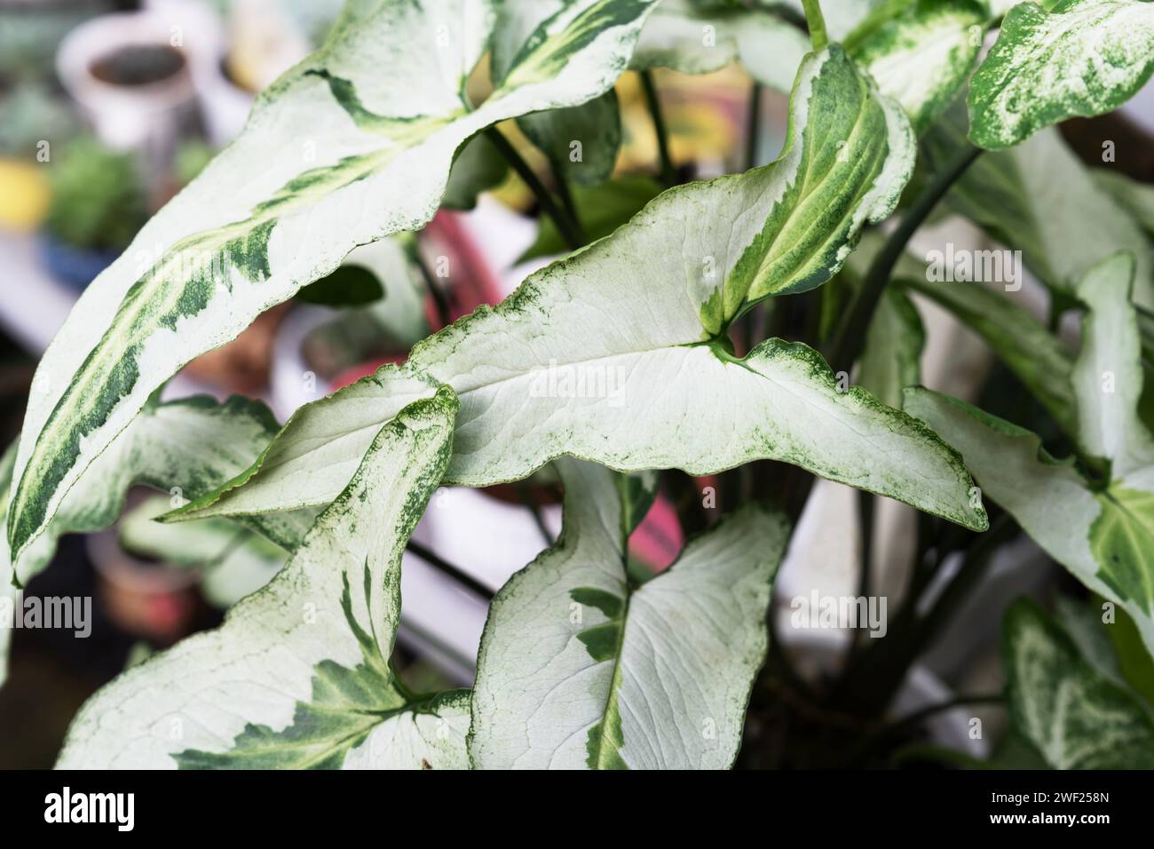 Nahaufnahme von Syngonium Podophyllum Three Kings Leaves Stockfoto