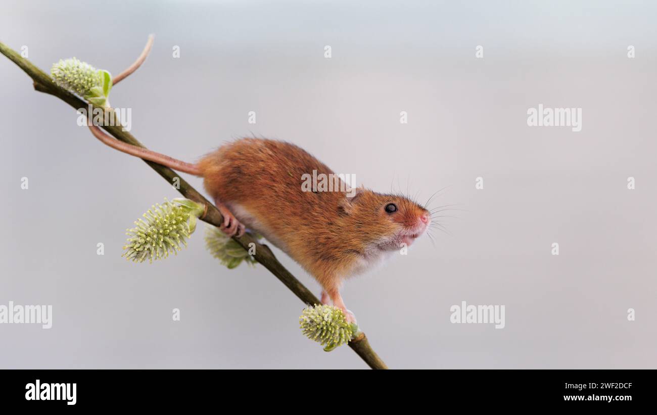 Eurasische Erntemaus (Micromys minutus) Gefangenes Tier auf Weidenstiel Stockfoto