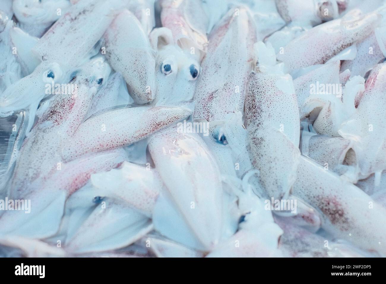 Frischer Tintenfisch auf dem russischen Markt phnom penh kambodscha Stockfoto