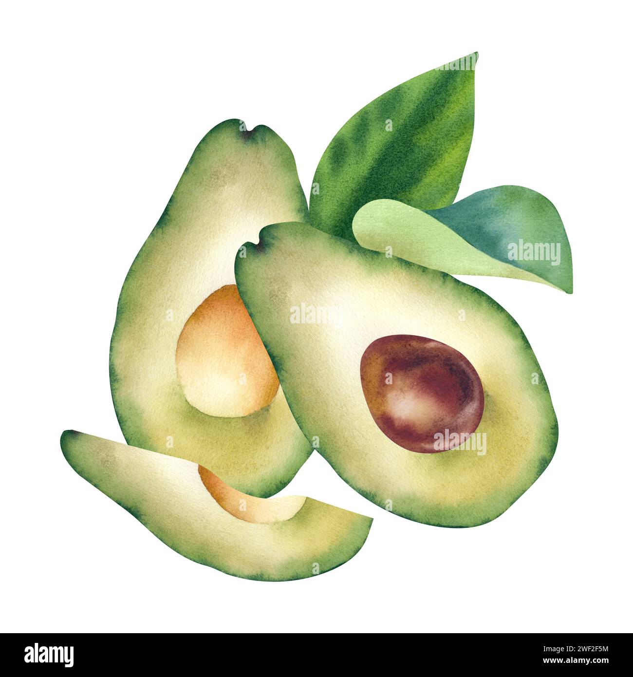 Avocado in Aquarellfarben. Eine handgezeichnete Illustration auf weißem Hintergrund. Saftiges und süßes Obst und Gemüse. Clipart, Vorlage, Komposition für Designe Stockfoto