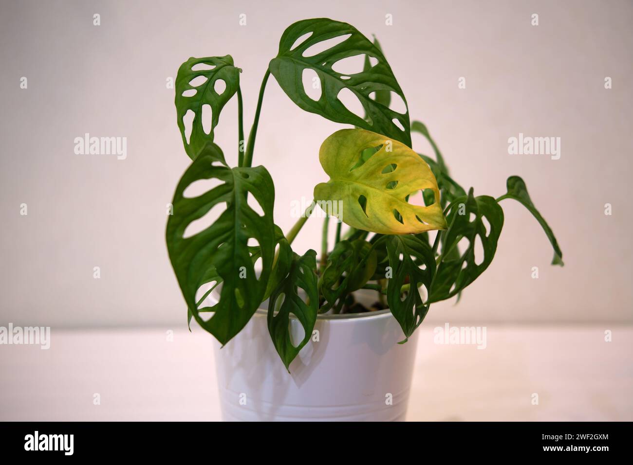 philodendron richtig giessen Philodendron scandens Brasil main image 1