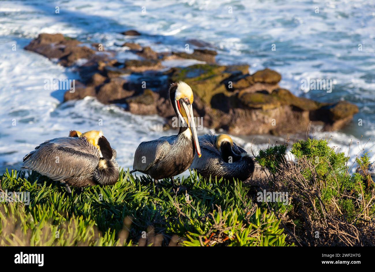 Pelican Bird thront auf einer Felsklippe über dem Pazifik. La Jolla Cove Marine Reserve San Diego Kalifornien Südwesten der USA Stockfoto