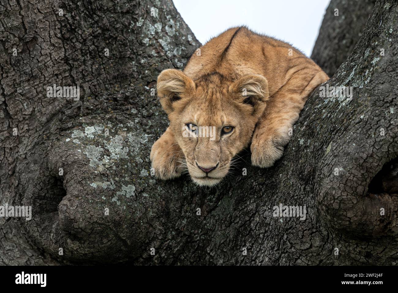 Nahaufnahme eines Löwenjungen, der auf einen Akazienbaum im Serengeti-Nationalpark in Tansania geklettert ist Stockfoto