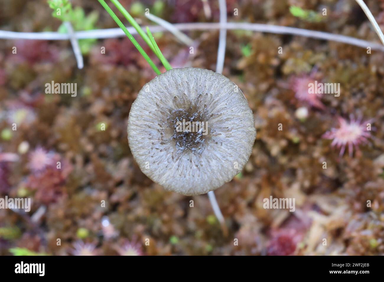 Arrhenia sphagnicola, bekannt als Sphagnum Navel, wilder Pilz aus Finnland Stockfoto