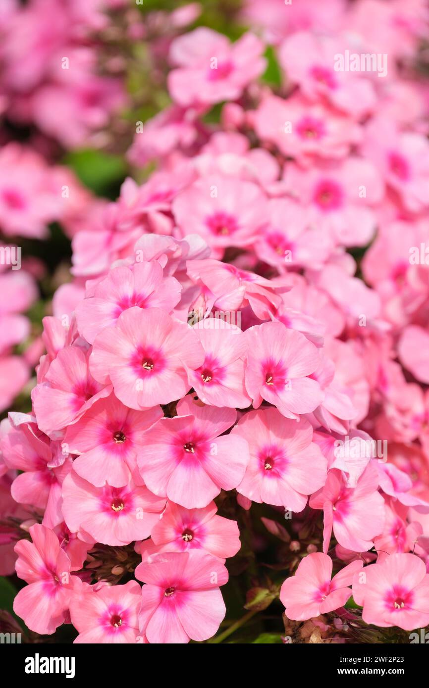 Phlox Hellrosa Flamme, Phlox Bareleven, Phlox paniculata Hellrosa Flamme, rosa Blütenköpfe mit dunkelrosa Augen Stockfoto