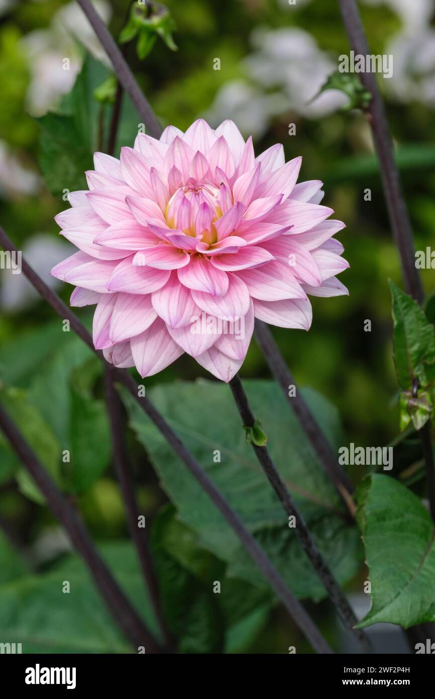 Dahlia Melody Harmony, dekorativ, dunkles Laub, hellviolette Blüten, äußere Röschen mit dunkleren Adern auf der Rückseite, Stockfoto